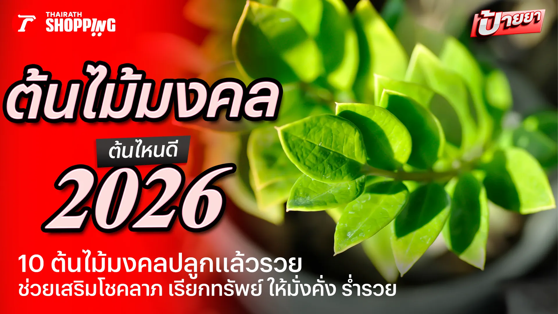 10 ต้นไม้มงคลยอดนิยม 2569 ช่วยเสริมโชคลาภ เรียกทรัพย์ ให้มั่งมี