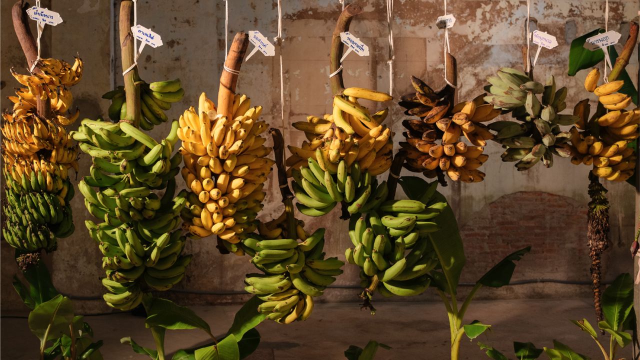 ‘ROS CHAAD THAI BANANA PARTY เรื่องกล้วยไม่ใช่เรื่องง่าย (แต่อร่อย)’ เปิดความมหัศจรรย์กล้วยไทย จากระบบนิเวศสู่วิถีชีวิต