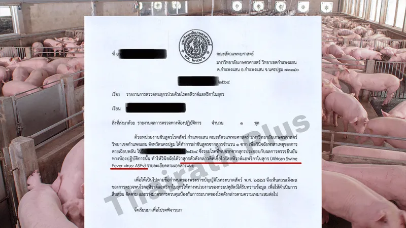 เปิดหลักฐานยืนยัน หมูตายด้วยโรค ‘อหิวาต์แอฟริกาในสุกร’ กับข้อสงสัยกรมปศุสัตว์ปกปิดความจริง 