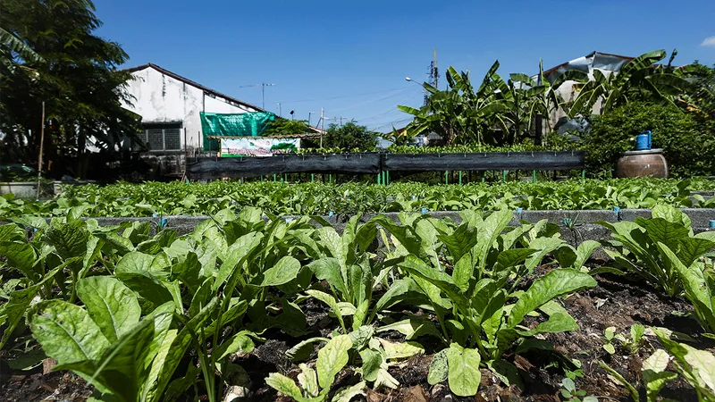 Land Sharing โมเดลแบ่งปันพื้นที่ แบ่งปันอาหาร ที่สมประโยชน์ทั้งเจ้าของที่ดิน และคนในชุมชน