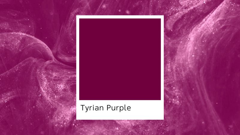 Tyrian Purple เม็ดสีหายากยุคโรมัน ที่มีมูลค่ามากกว่าทองคำ 