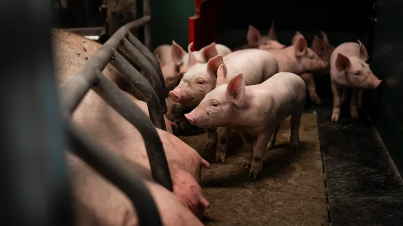 ปัญหาปราบหมูเถื่อน ถ้าอยากให้หมูเลิกเถื่อนแบบยาวๆ ต้องสาวให้ถึงต้นตอรายใหญ่