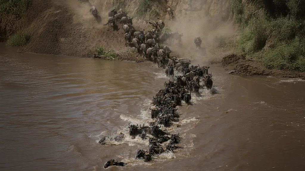 ‘วิลเดอบีสต์’ กับการเดินทางครั้งใหญ่ ว่าด้วยกลไกทางสังคมที่ยึดติดกับผู้นำ และเน้นย้ำการเดินทางในเส้นทางเดิมๆ