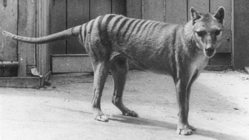 ‘เสือแทสมาเนีย’ สัตว์สูญพันธ์ุเกือบหนึ่งศตวรรษ อาจฟื้นคืนชีพได้ภายใน 10 ปี
