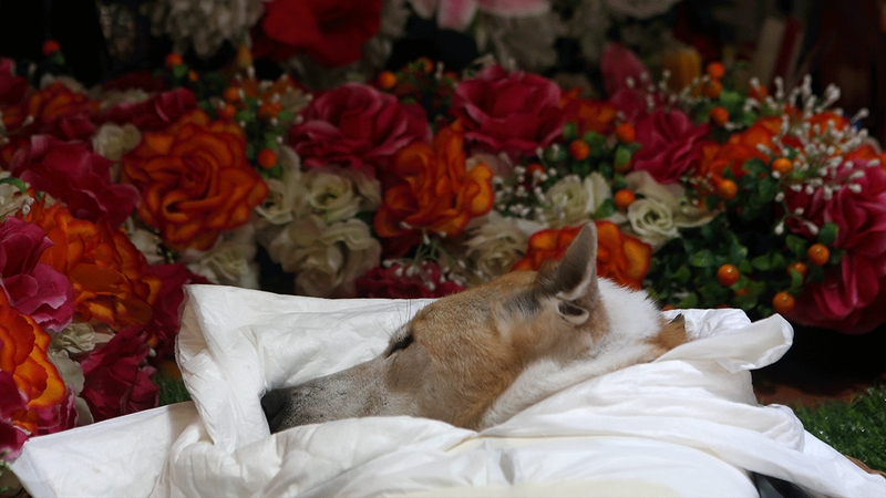 จัดงานศพให้สัตว์เลี้ยงด้วยรัก : ส่องพิธีกรรมส่งน้องไป ‘ดาวหมา/ดาวแมว’ ในฮ่องกง