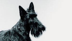 1 ตุลาคม วันหมาดำ (Black Dog Day) และความหมายของสีขนที่ทำให้บางคนทิ้ง บางคนรัก