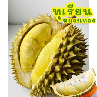 💛 ทุเรียนหมอนทอง  (มีโค้ดลด30%ในไลฟ์)