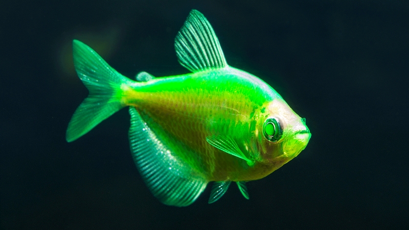 ‘ปลาเรืองแสง’ สวยด้วยการดัดแปลงพันธุกรรม แต่กระทบระบบนิเวศ อาจทำลายความหลากหลายทางชีวภาพ
