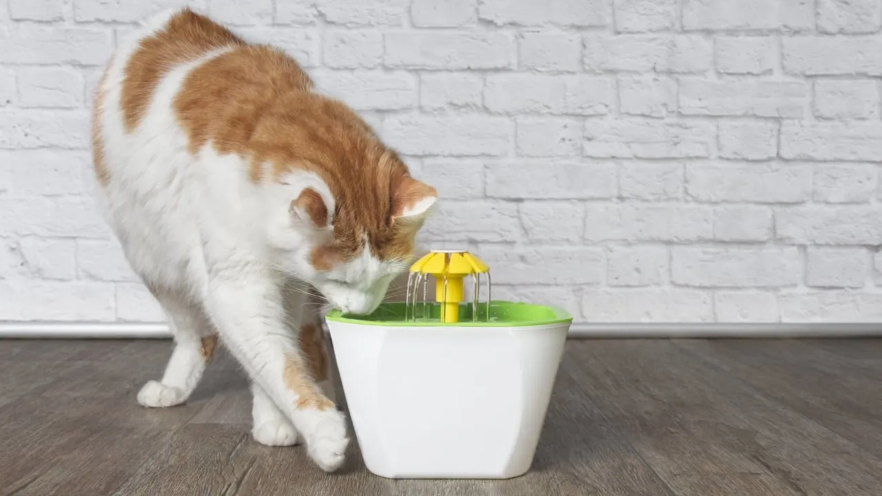 6 น้ำพุแมวไร้สาย ยี่ห้อไหนดี 2023 มีเซนเซอร์ เงียบ ปลอดภัย