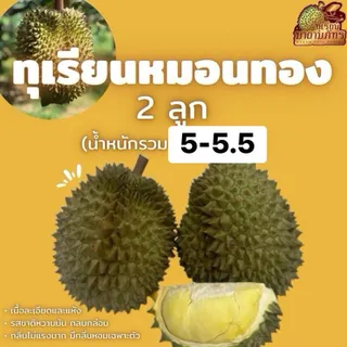 Thairat สวนมาดามภัทร ทุเรียนหมอนทองเกรดเบอร์สวย 2 ลูก นน. 5-5.5 กก. เนื้อเนียน หวานมัน กลิ่นอ่อน เนื้อเยอะหนาแห้ง ไม่แฉะติดมือ แก่แต่ดิบ บ่มก่อนทาน 1-7 วัน