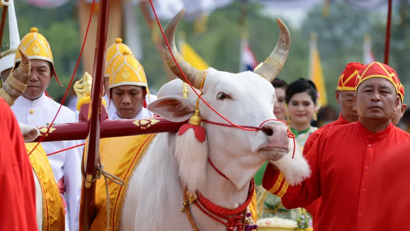 ลมหายใจ 'โคขาวลำพูน' พระโคในพิธีแรกนาขวัญ สำรวจคติฮินดู ลูกผสมโคยุโรป-อินเดีย และตำนานสมัยพระนางจามเทวี ก่อนมีสถานะเป็น ‘สัตว์อนุรักษ์’ ในวันนี้