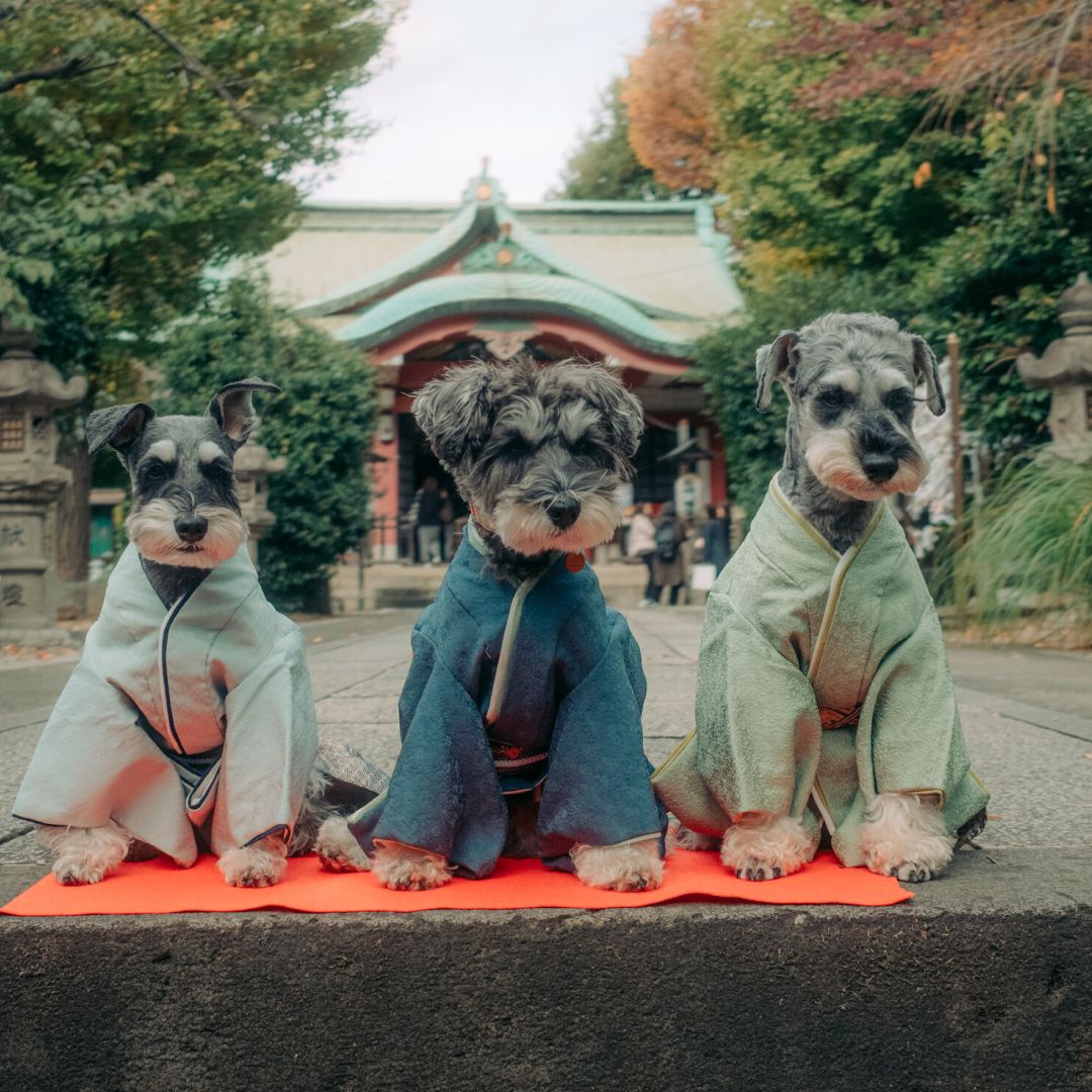 “ฉันไม่มีลูก แต่ฉันมีหมา” เทศกาลฉลองอายุ 7-5-3 ของญี่ปุ่น กับการปรับตัวในวันที่ไม่ค่อยมีเด็กเกิดใหม่ บางคนเลยหันไปฉลองให้สัตว์เลี้ยงแทน