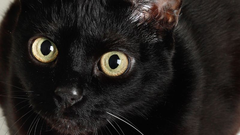 Spotlight: ประเทศไทยเกิดอะไรขึ้นบ้างในสัปดาห์นี้ [17-21 พ.ย. 68]