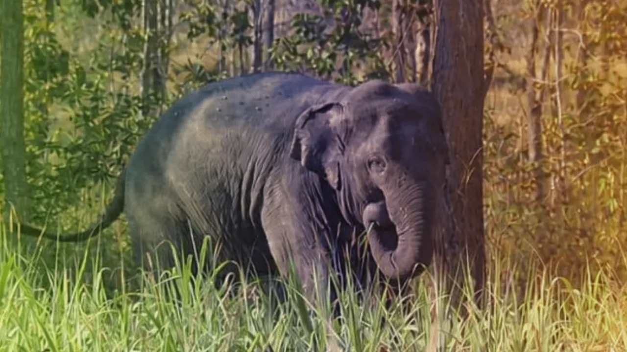 เมื่อการจากไปของสีดอหูพับ เป็นเรื่องใหญ่มากกว่าการตายของช้างหนึ่งตัว ปรากฎการณ์ ‘Elephant in the room’ ปัญหาใหญ่เกินกว่าจะมองข้ามไป แต่กลับซุกไว้ให้อยู่ใต้พรม