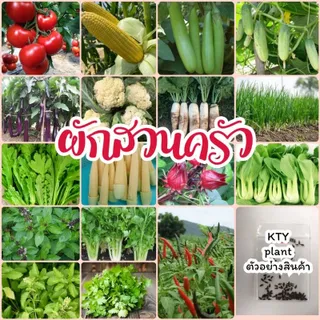เมล็ดผักสวนครัว​ ผัก ผักสวนครัว กระเพา, โหระพา, คะน้า, ผักชี, มะเขือ, พริก, แครรอท, และอีกมากมาย