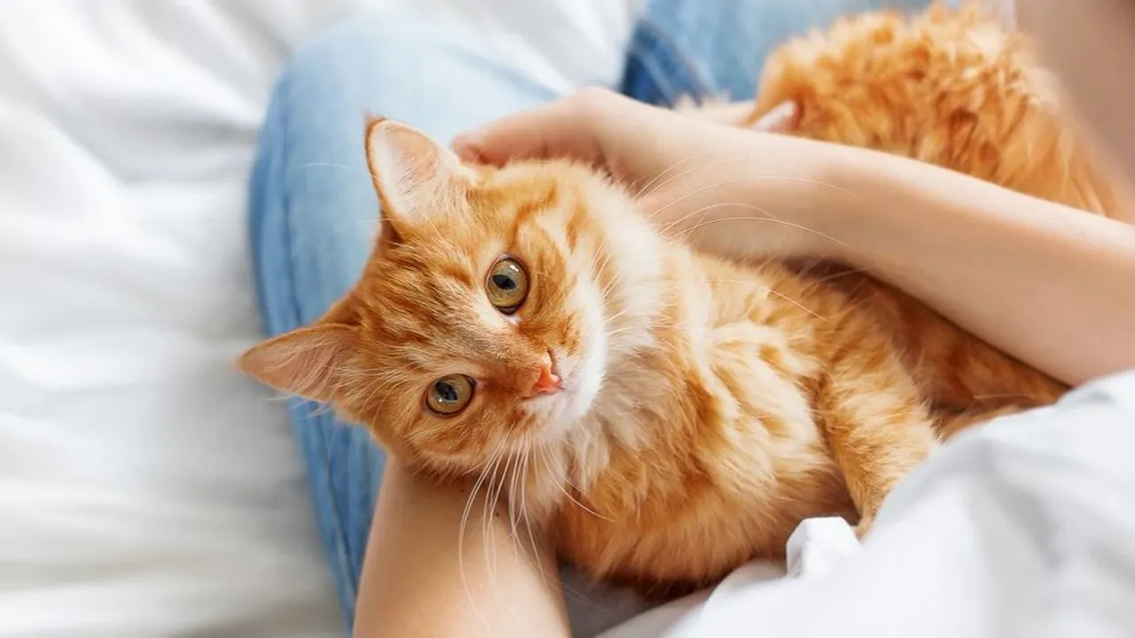 รวม 10 อาหารแมว ลดขนร่วง ยี่ห้อไหนดี 2568 ขนนุ่มสวย ผิวหนังแข็งแรง ดูสุขภาพดี