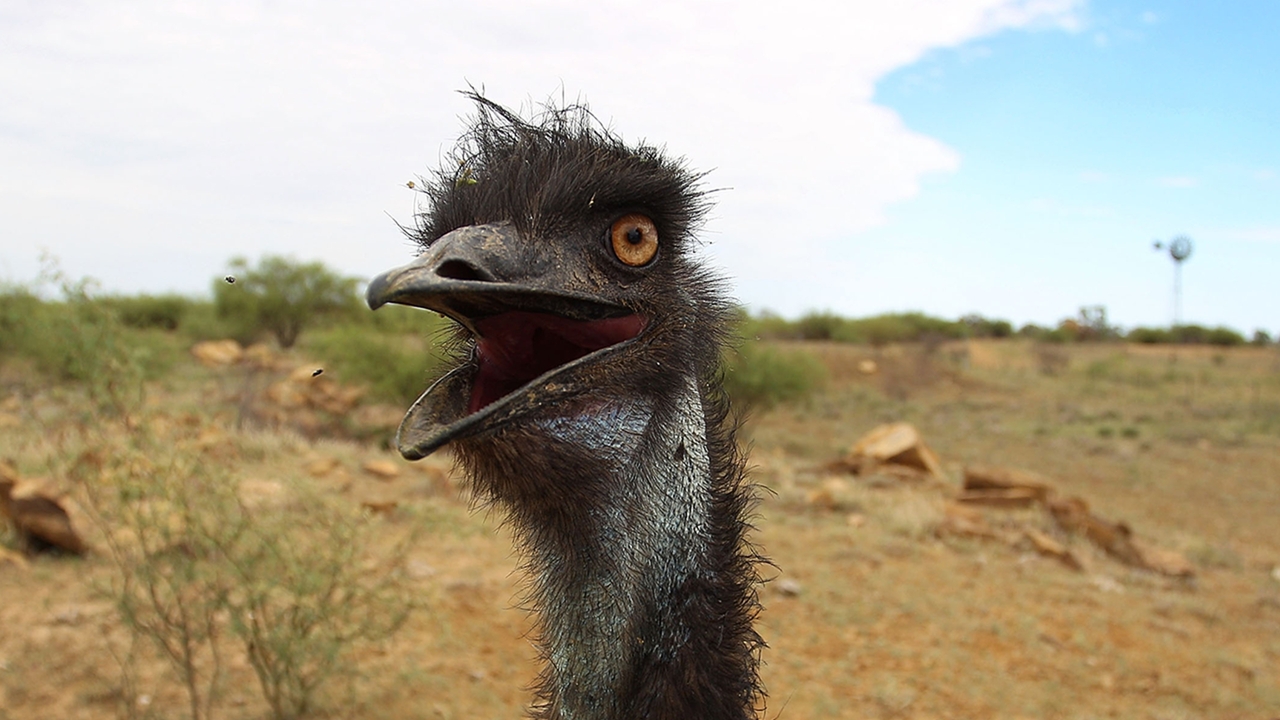 The Great Emu War ก่อนคิดสู้กับปลาหมอคางดำ ครั้งหนึ่งมนุษย์เคยแพ้ในสงครามกับนกอีมู