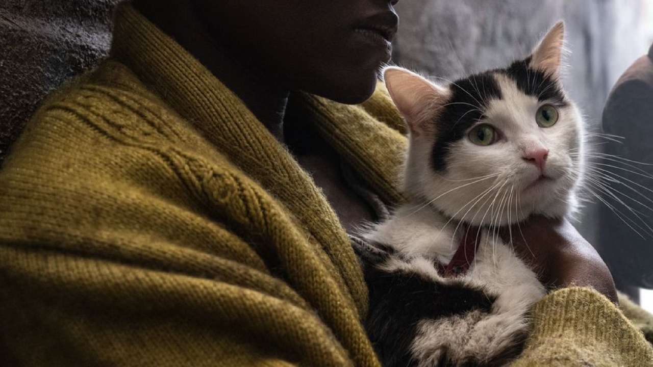โฟรโด ดาราแมวจาก A Quiet Place: Day One ที่ตกคนทั่วโลกให้คลั่งไคล้มากที่สุดในตอนนี้