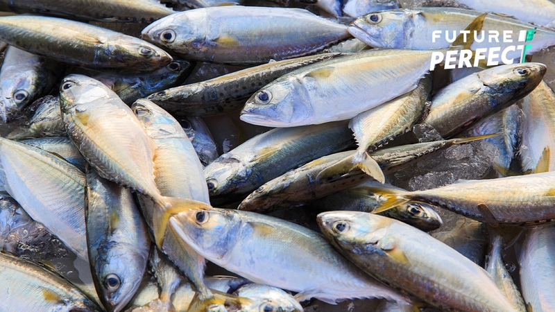 ในวันที่ปัญหาปลาทูไทยกำลังวิกฤติ ทำไมลูกปลาทูยังคงถูกจับกิน