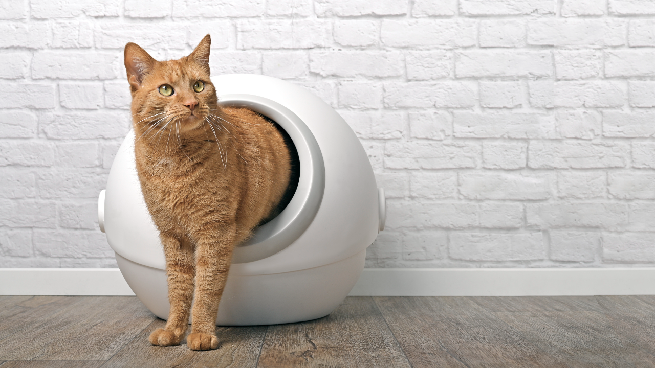 แนะนำ 10 ห้องน้ำแมวอัตโนมัติ ใช้ง่าย ปลอดภัย ไม่ต้องตักทรายเอง