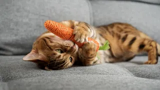 12 อาหารแมว ยี่ห้อไหนดี 2025 ไม่เค็ม กินแล้วขนสวย รสชาติถูกใจเหมียว 