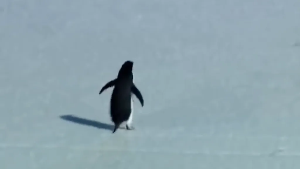 จากมีมเพนกวินปลงตกเดินทิ้งฝูงสู่ความเสี่ยงที่กำลังจะสูญพันธุ์ 25 เมษายน วันเพนกวินโลก ความพยายามของมนุษยชาติ ก่อนนกตัวนี้จะเหลือแค่ในความทรงจำ