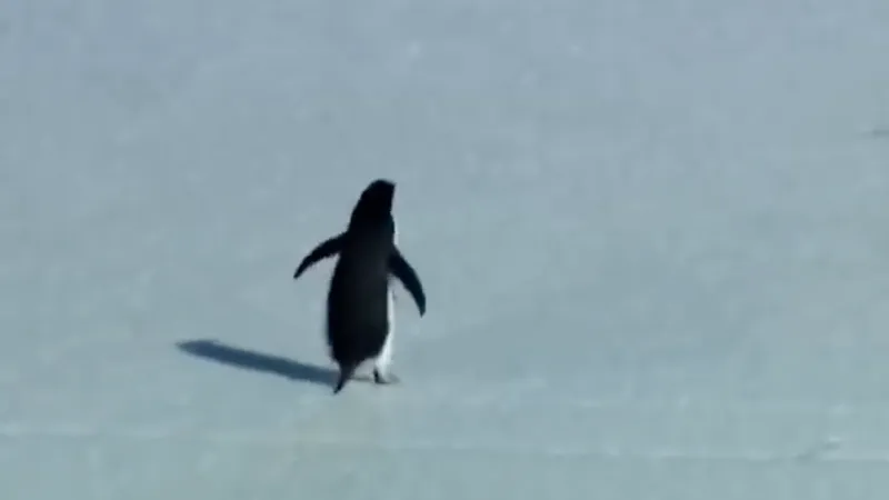 จากมีมเพนกวินปลงตกเดินทิ้งฝูงสู่ความเสี่ยงที่กำลังจะสูญพันธุ์ 25 เมษายน วันเพนกวินโลก ความพยายามของมนุษยชาติ ก่อนนกตัวนี้จะเหลือแค่ในความทรงจำ