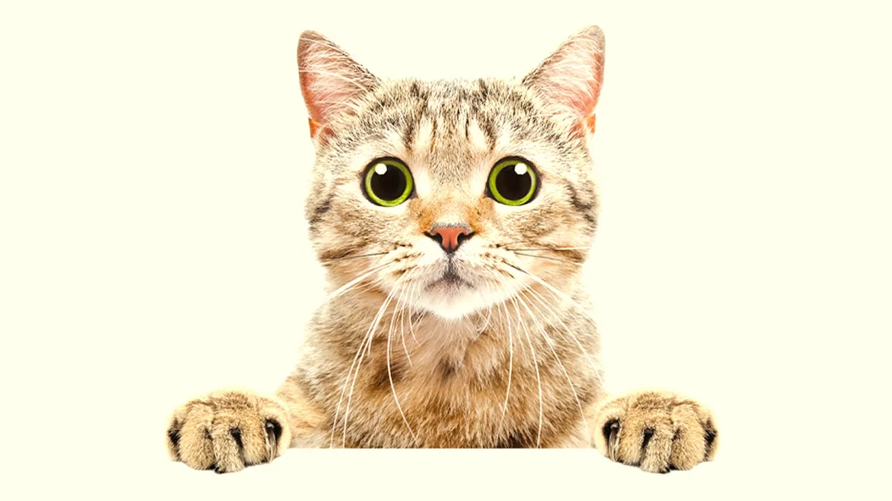 ตั้งชื่อแมวพารวย ตั้งชื่อแมวเหมียว ตัวผู้ตัวเมีย น่ารักๆ คนฟังจะได้เอ็นดู