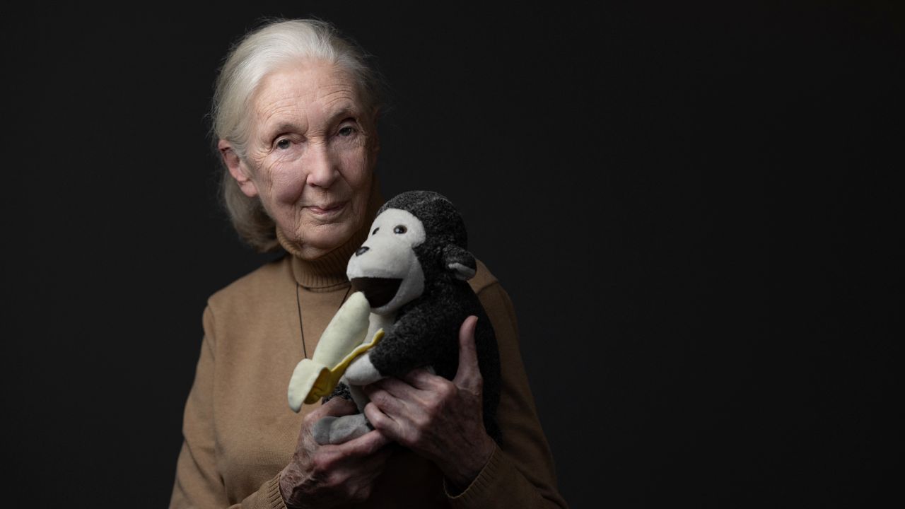 Jane Goodall  นักวานรวิทยาชื่อดังวัย 91 ปี ผู้จุดประกายความหวังการอนุรักษ์ จากไปอย่างสงบเมื่อวันที่ 1 ตุลาคม 2025